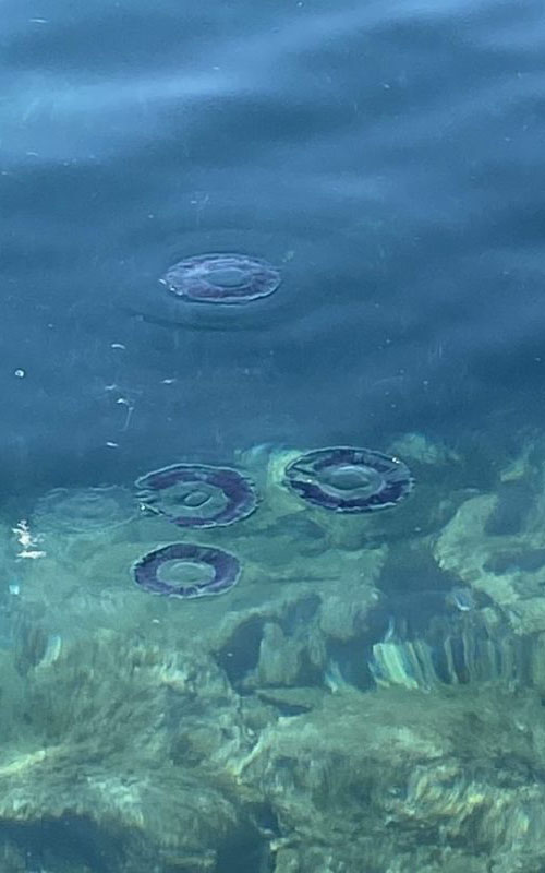 Anemone