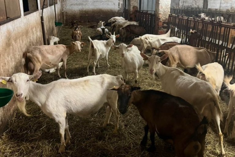 Lire la suite à propos de l’article La Ferme MOUTOUX