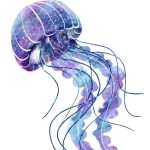 Meduse